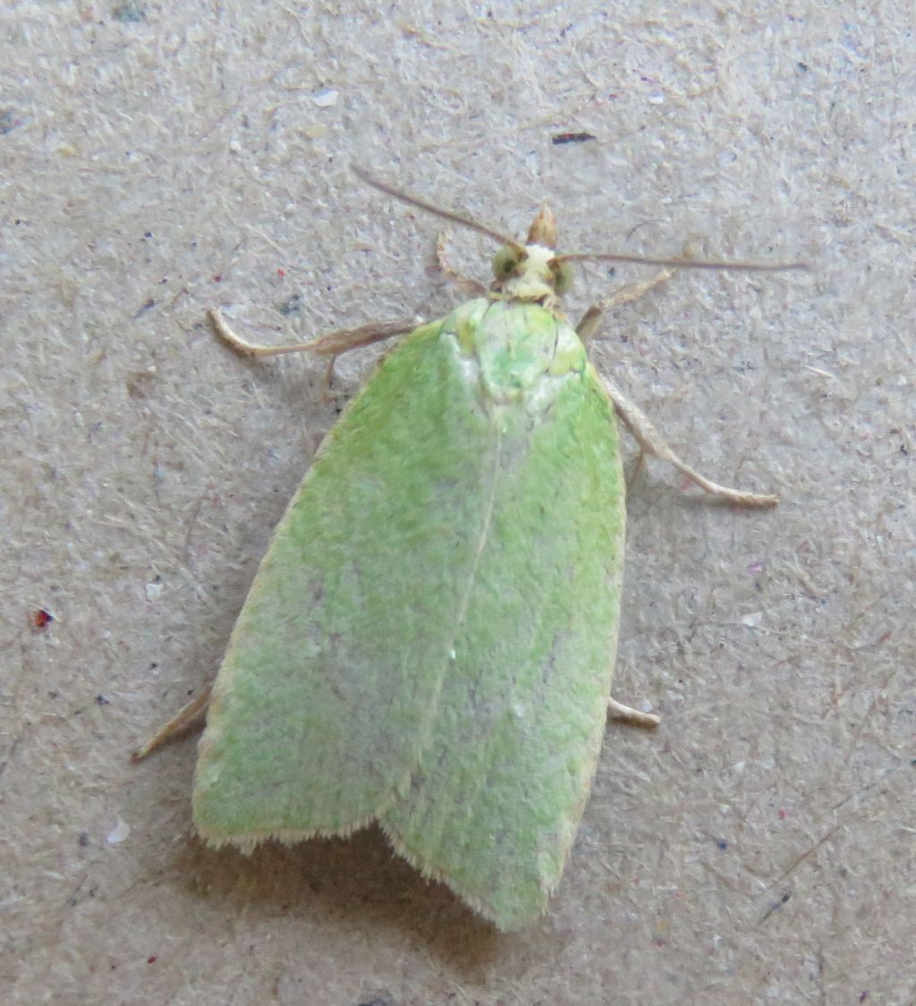   Green Oak Tortrix 